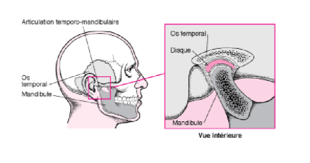 L'influence de votre mâchoire sur vos douleurs  Douleur à la mâchoire,  Anatomie du corps, Douleur